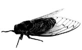 housefly