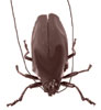 american cockroach