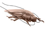 german cockroach